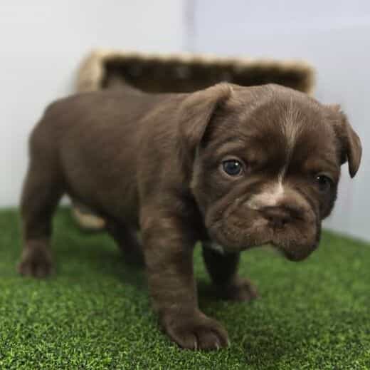 Penny - Frenchton Female