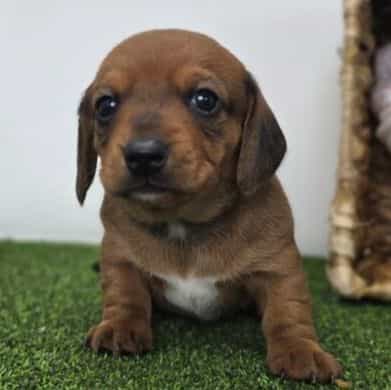 Dakota - Dachshund Male