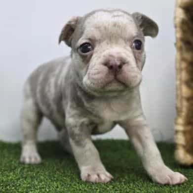 Beau - Frenchton Male