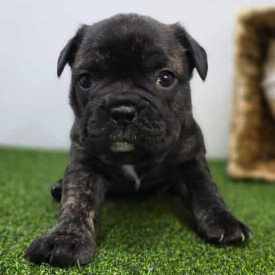 Halle - Frenchton Female