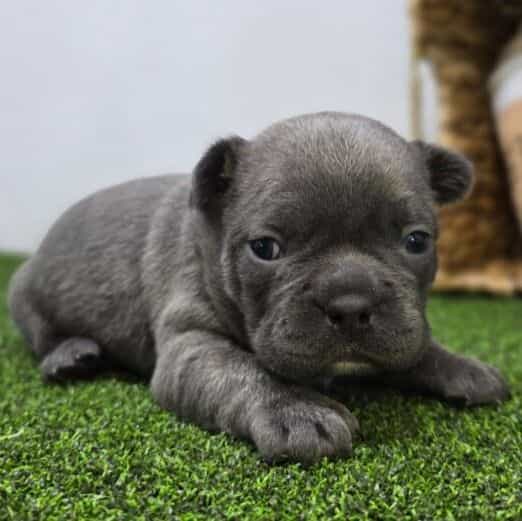 Joey - Frenchton Male