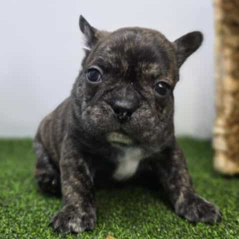 Brooks - Frenchton Male