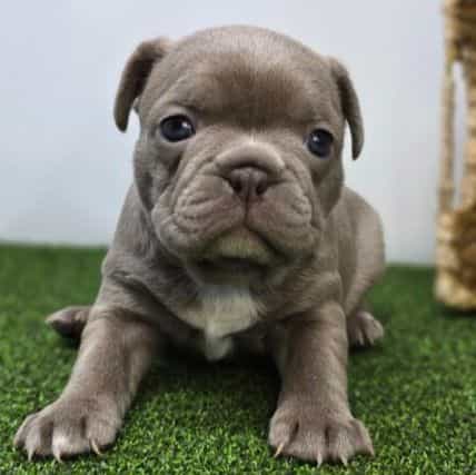 Bonnie - Frenchton Female