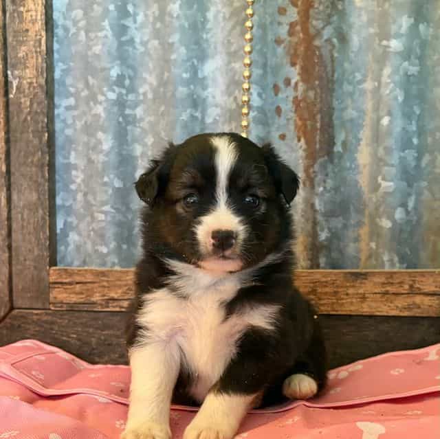 Kit kat - Australian Shepherd Male