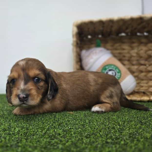 River - Dachshund Male