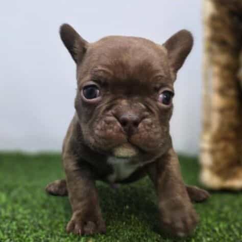 Jettson - Frenchton Male