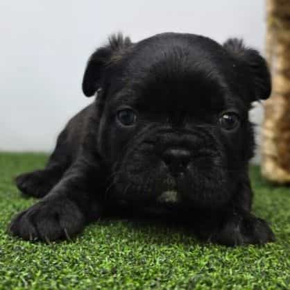 Bogey - Frenchton Male