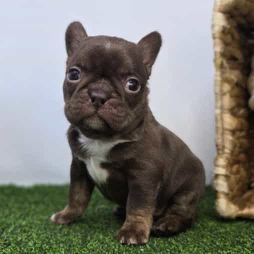 Summer - Frenchton Female