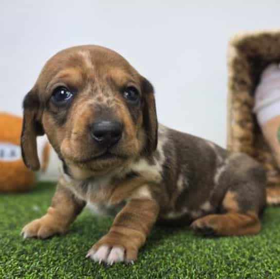 Diego - Dachshund Male