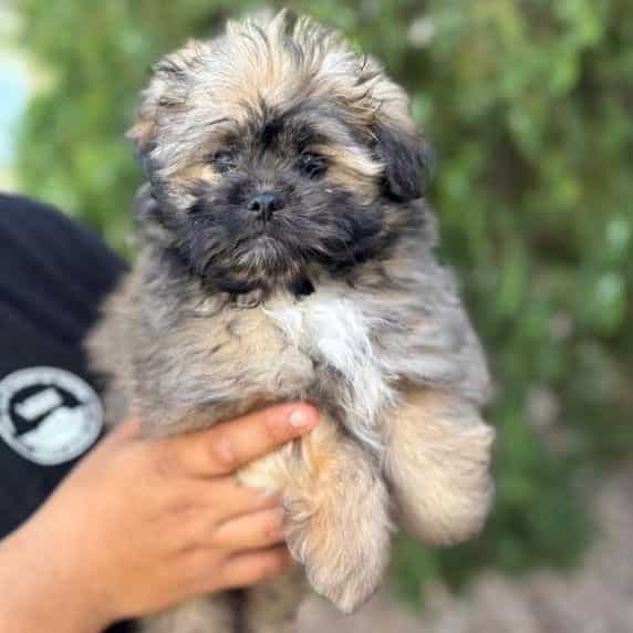 Toby - Shiranian Male