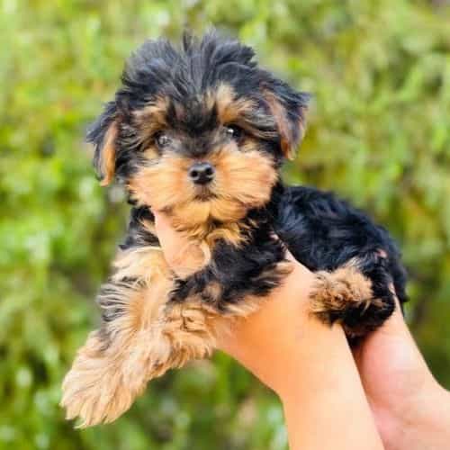 Zues - Yorkshire Terrier Male