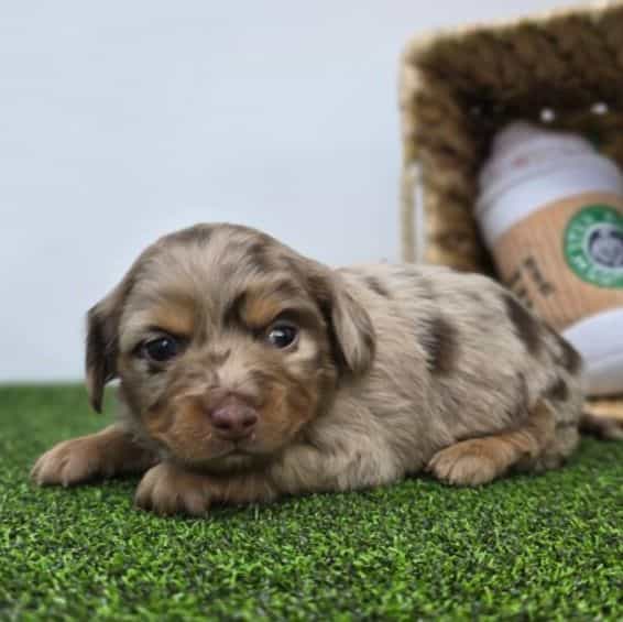 Henry - Dachshund Male