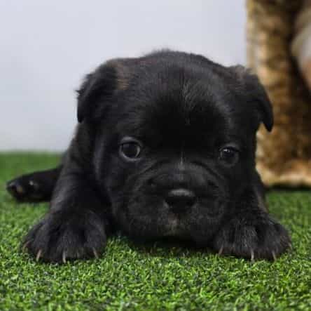 Duke - Frenchton Male