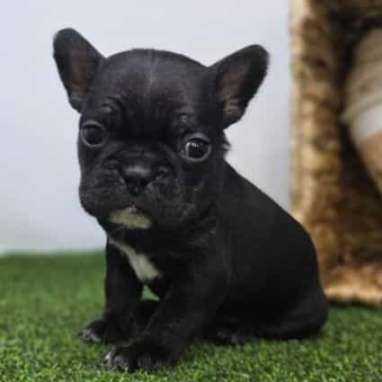 Bella - Frenchton Female
