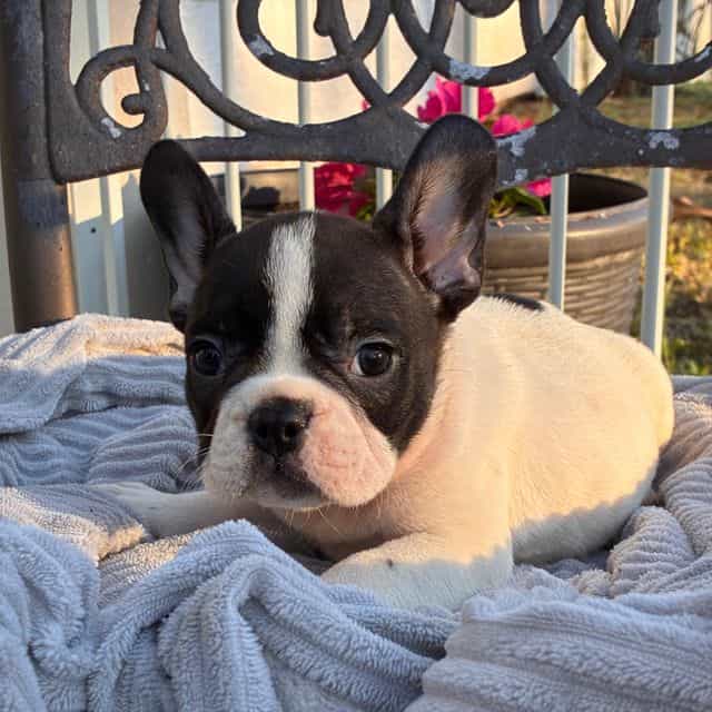 Pierre - French Bulldog Male