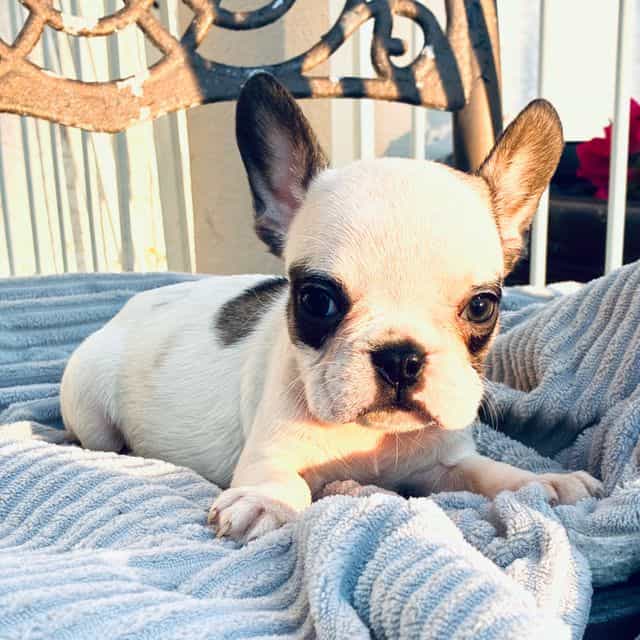 Marcel - French Bulldog Male