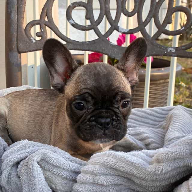 Renee - French Bulldog Female