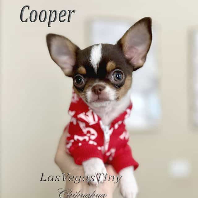 Cooper - Chihuahua Male