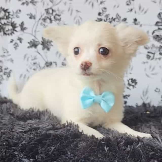Bean - Chihuahua Male