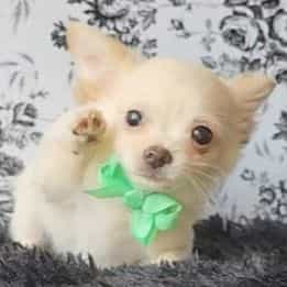 Chico - Chihuahua Male