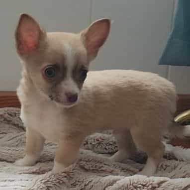 Taco  - Chihuahua Male