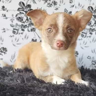 Pablo  - Chihuahua Male