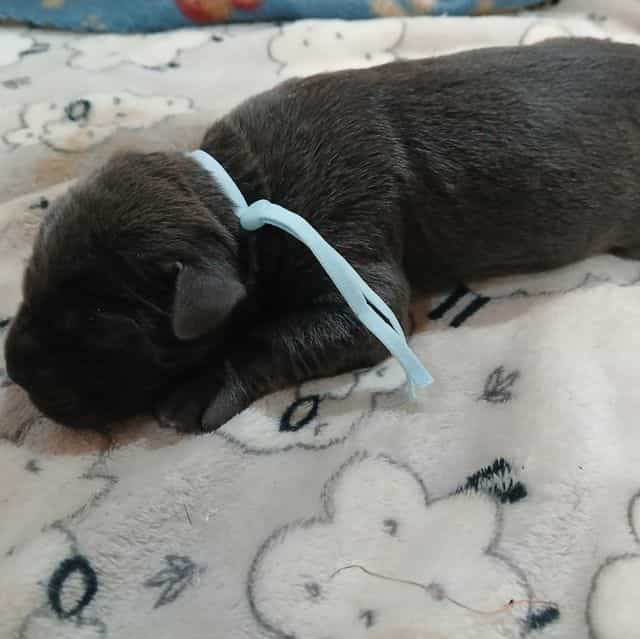 Light Blue Coll - Cane Corso Female