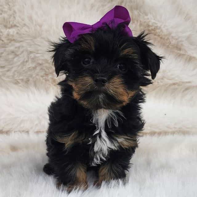 Kiki - Yorkshire Terrier Female