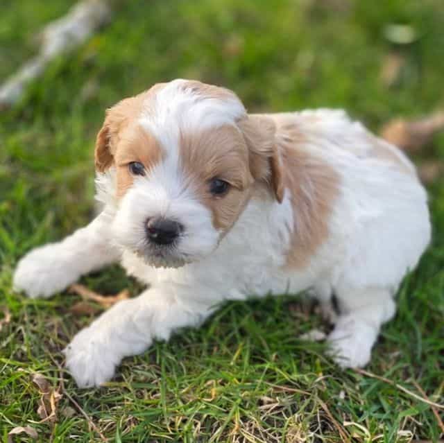 Bubbles - Cavapoo Male