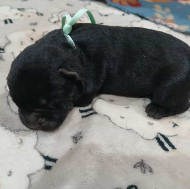 Mint Collar Fem - Cane Corso Female