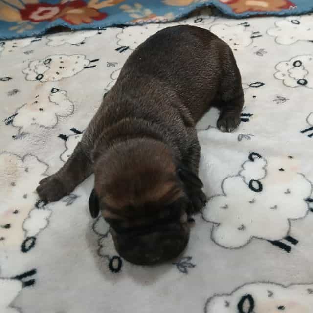 Black Collar Fa - Cane Corso Male