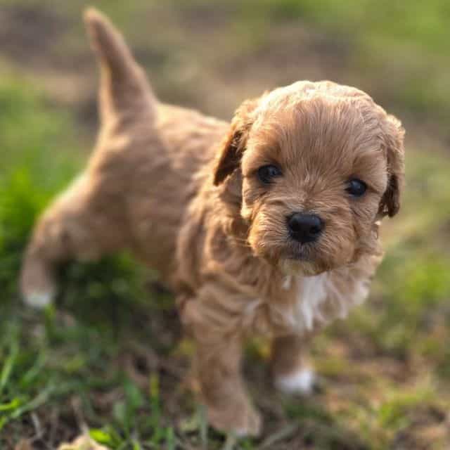 Penny - Cavapoo Female