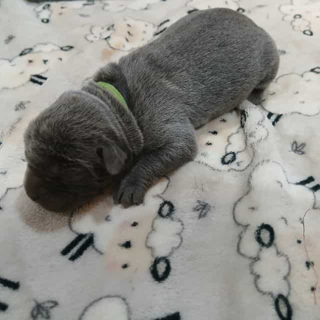 Green Collar Ma - Cane Corso Male