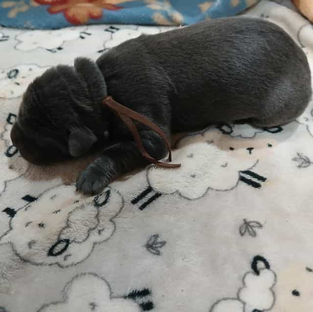 Brown Collar Ma - Cane Corso Male