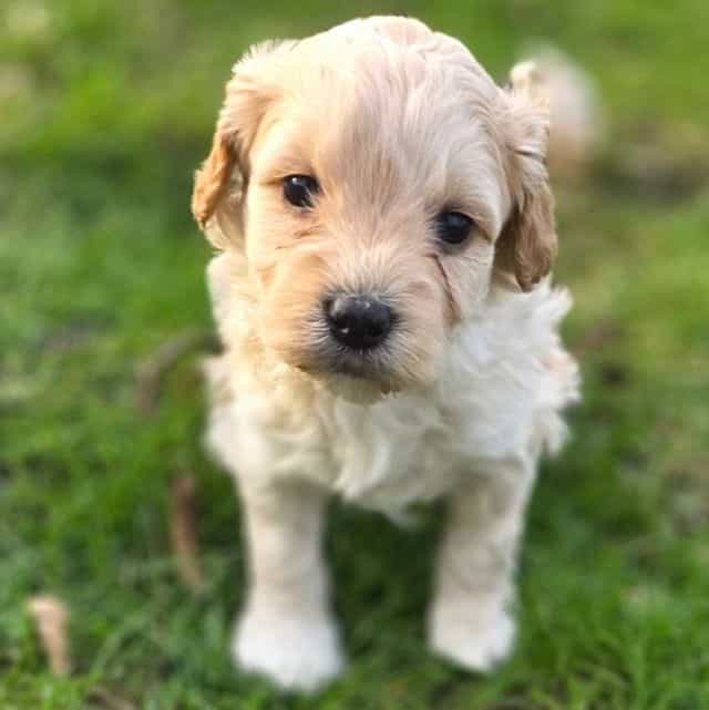 Lady - Cavapoo Female
