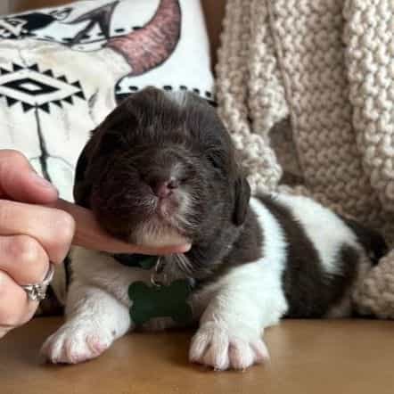 Blaze  - Newfoundland Male