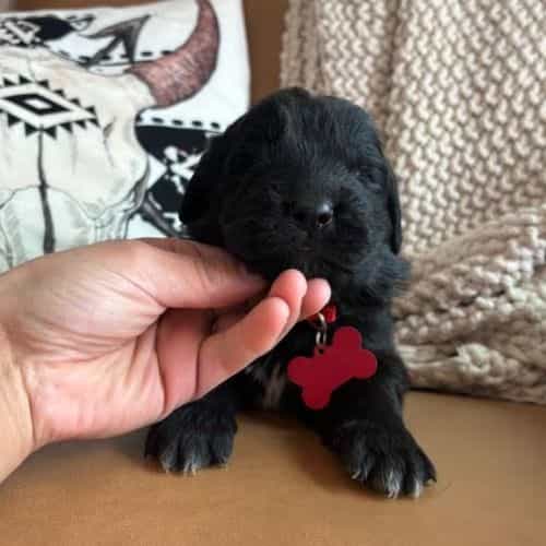 Bae  - Newfoundland Female