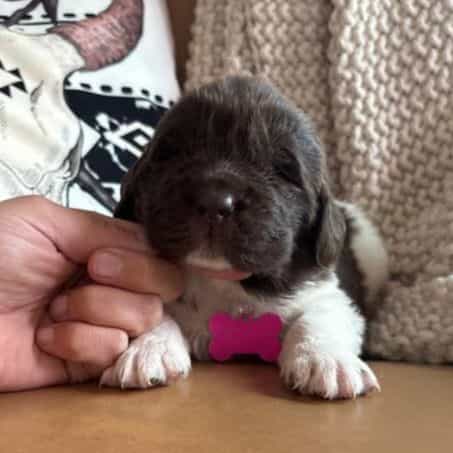 Barbie - Newfoundland Female