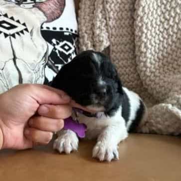 Blossom  - Newfoundland Female