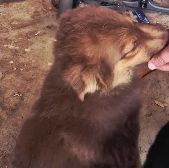 Utah  - Australian Shepherd Female