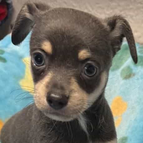 Carson - Chihuahua Male