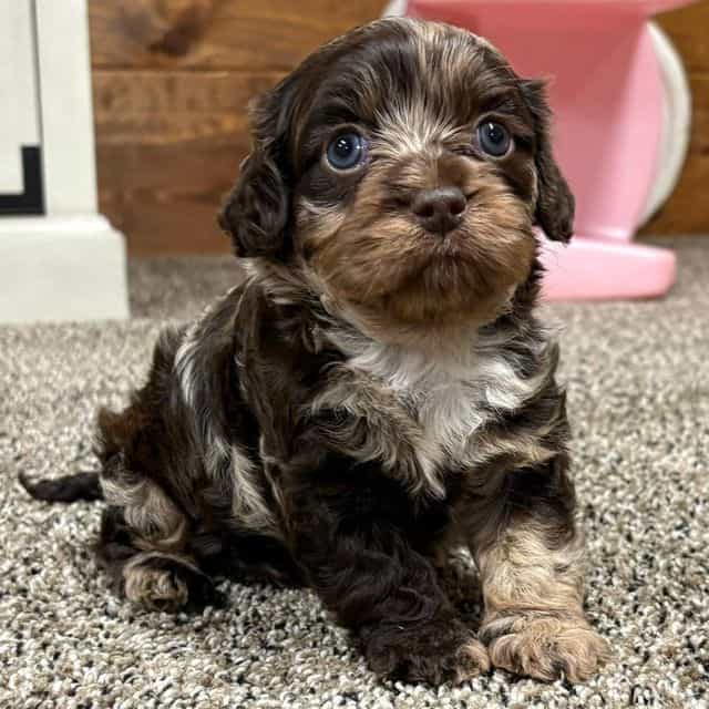 Pinky - Cavapoo Female