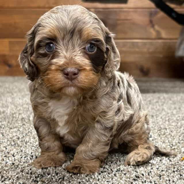 Walter - Cavapoo Male