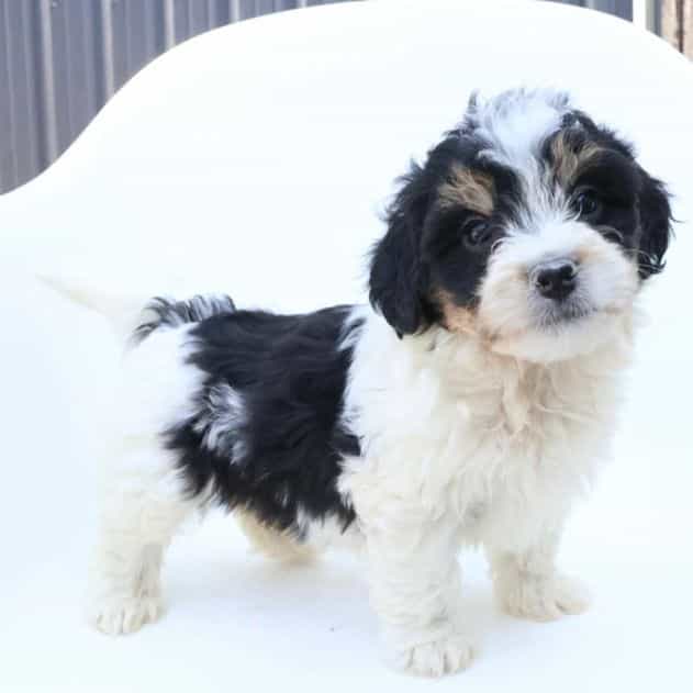 Colin - Bernedoodle Male