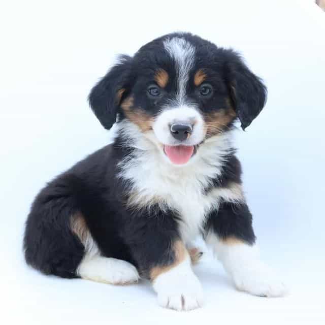 Edward - Bernedoodle Male