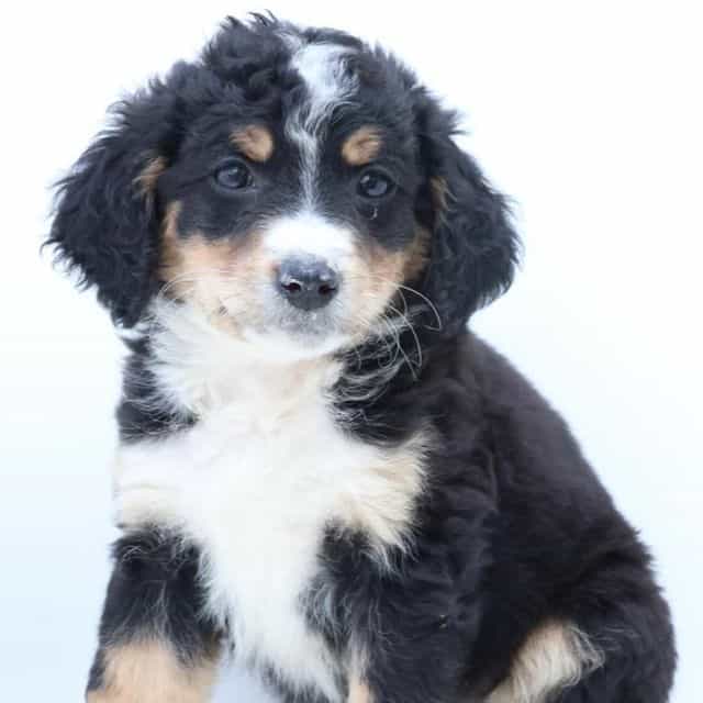 Sarah - Bernedoodle Female