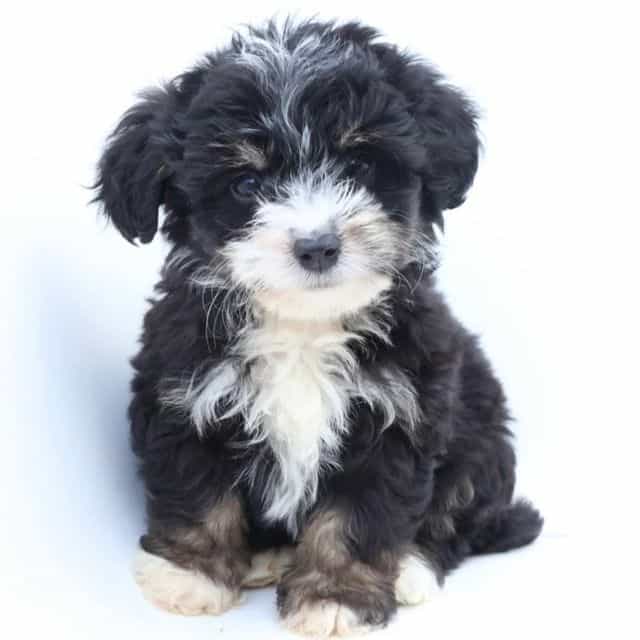 Penelope - Bernedoodle Female