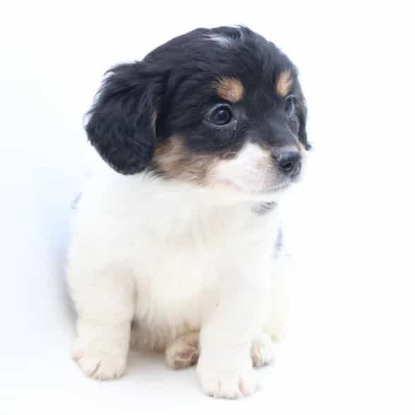 Monica - Bernedoodle Male