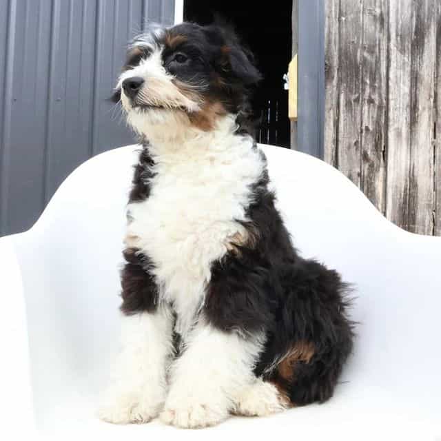 Rocky - Goldendoodle Male