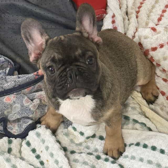 Reba - French Bulldog Female